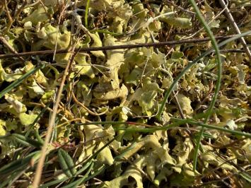 <i>Cladonia foliacea</i>