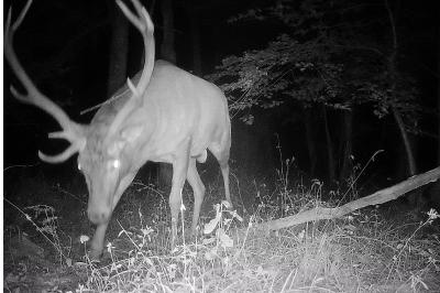 Cerf élaphe