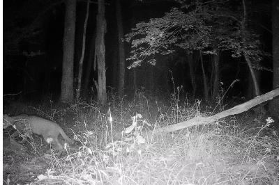 Chat forestier
