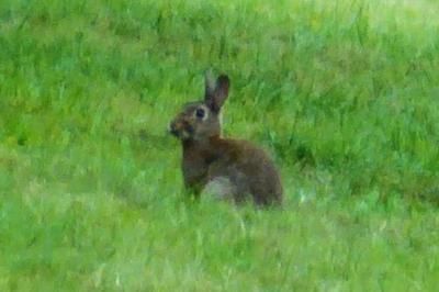 Lapin de garenne