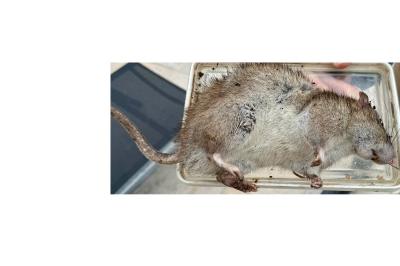 Rat surmulot