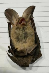 <i>Plecotus</i>