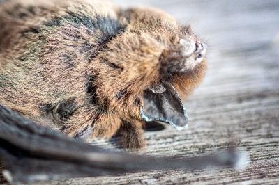 <i>Pipistrellus</i>