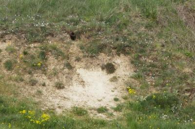 Vulpes vulpes
