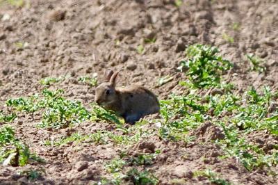 Lapin de garenne