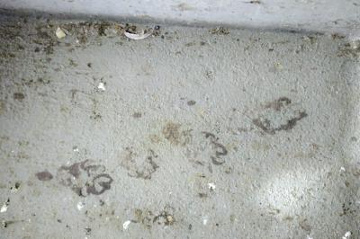 Loutre d'Europe