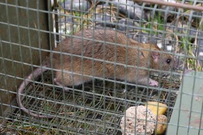 Rat surmulot