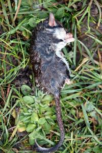Lérot