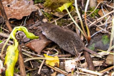 <i>Crocidura</i>