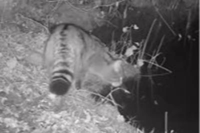 Chat forestier