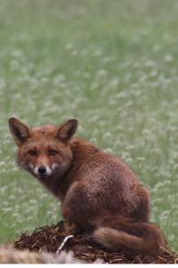 Vulpes vulpes