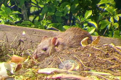 Rattus norvegicus