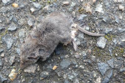 <i>Crocidura</i>