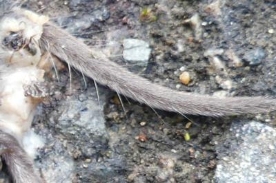 <i>Crocidura</i>
