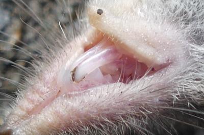 <i>Crocidura</i>