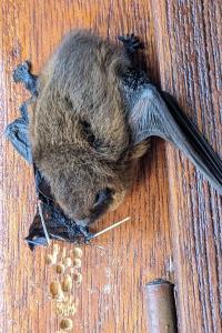 <i>Pipistrellus</i>
