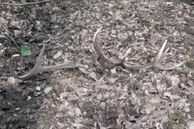 Cerf élaphe