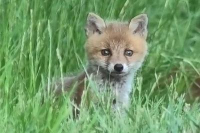 Vulpes vulpes