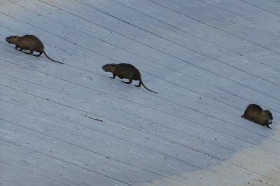 Ragondin