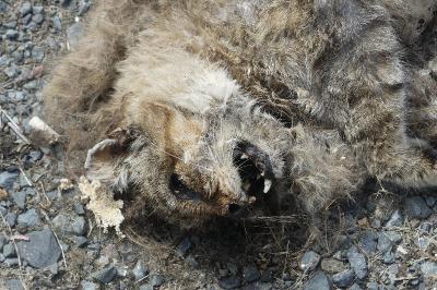 Chat forestier