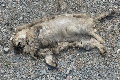 Chat forestier