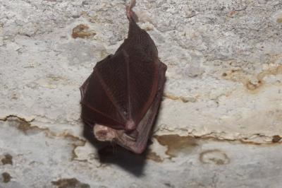 Petit rhinolophe