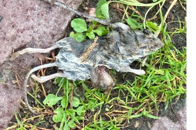 Souris grise