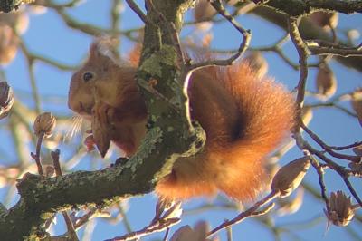 Sciurus vulgaris