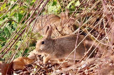 Lapin de garenne