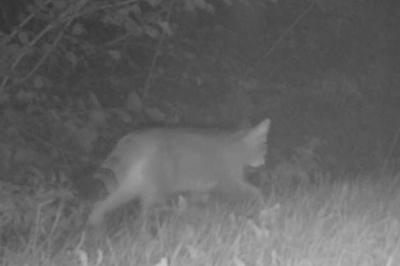 Chat forestier