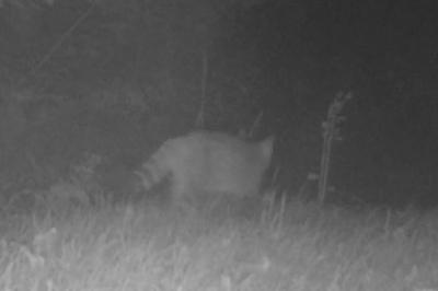 Chat forestier