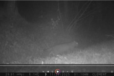 Chat forestier