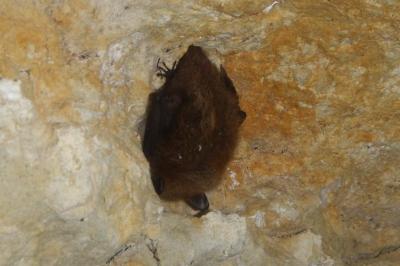 <i>Myotis alcathoe/brandtii/mystacinus</i>