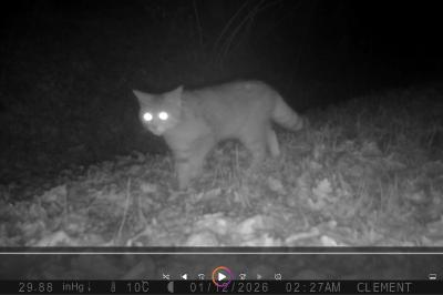 Chat forestier