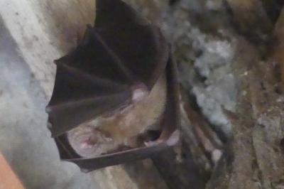 Grand rhinolophe