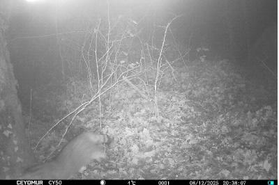 Chat forestier
