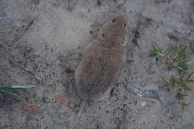 <i>Microtus</i>