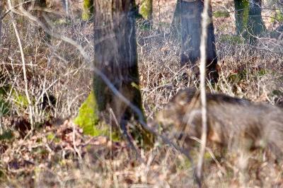 Sanglier
