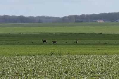 Chevreuil européen