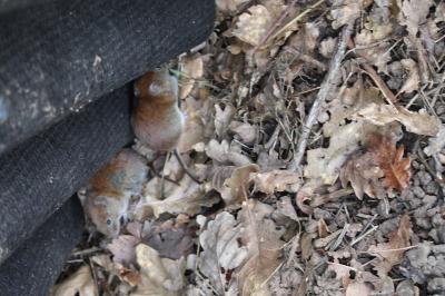 Campagnol roussâtre