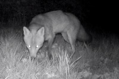 Vulpes vulpes