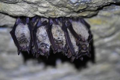 Murin à oreilles échancrées