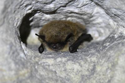 <i>Myotis alcathoe/brandtii/mystacinus</i>