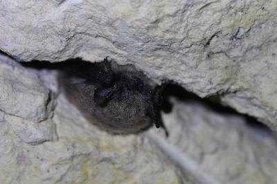 <i>Myotis alcathoe/brandtii/mystacinus</i>