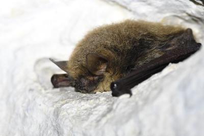 <i>Myotis alcathoe/brandtii/mystacinus</i>