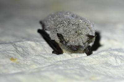 <i>Myotis alcathoe/brandtii/mystacinus</i>