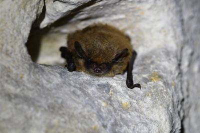 <i>Myotis alcathoe/brandtii/mystacinus</i>