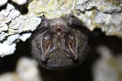 Barbastelle d'Europe