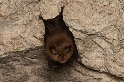 Rhinolophus hipposideros