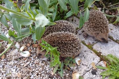 Erinaceus europaeus